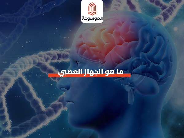 ما هو الجهاز العصبي