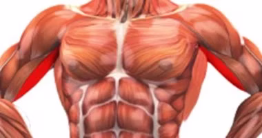 اقوى عضلة في جسم الانسان