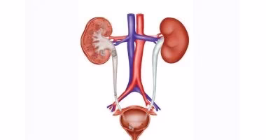 الجهاز البولي وأهميته