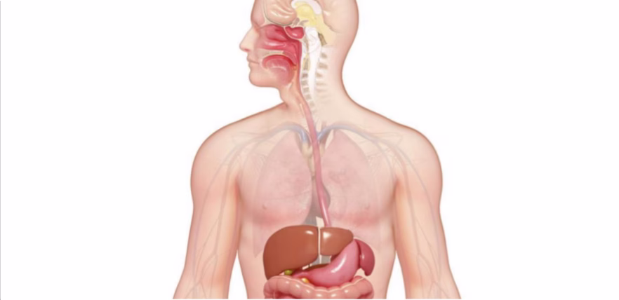 الفرق بين الجهاز الهضمي عند الأطفال والبالغين