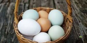 تفسير البيض في المنام للمرأة