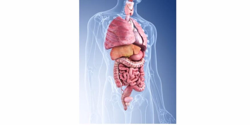 نصائح لتحسين صحة الجهاز الهضمي