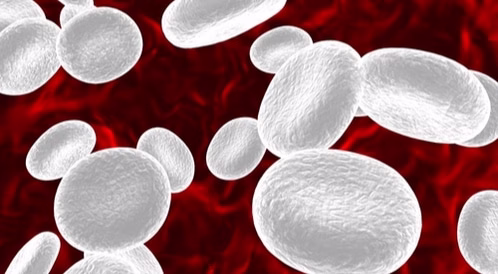 كيفية الحفاظ على صحة كريات الدم البيضاء