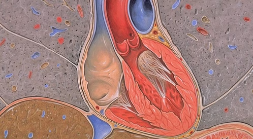نصائح للحفاظ على صحة صمامات القلب