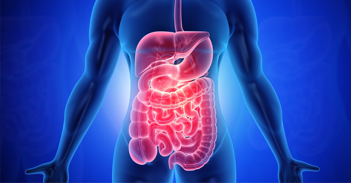 مراحل عملية الهضم