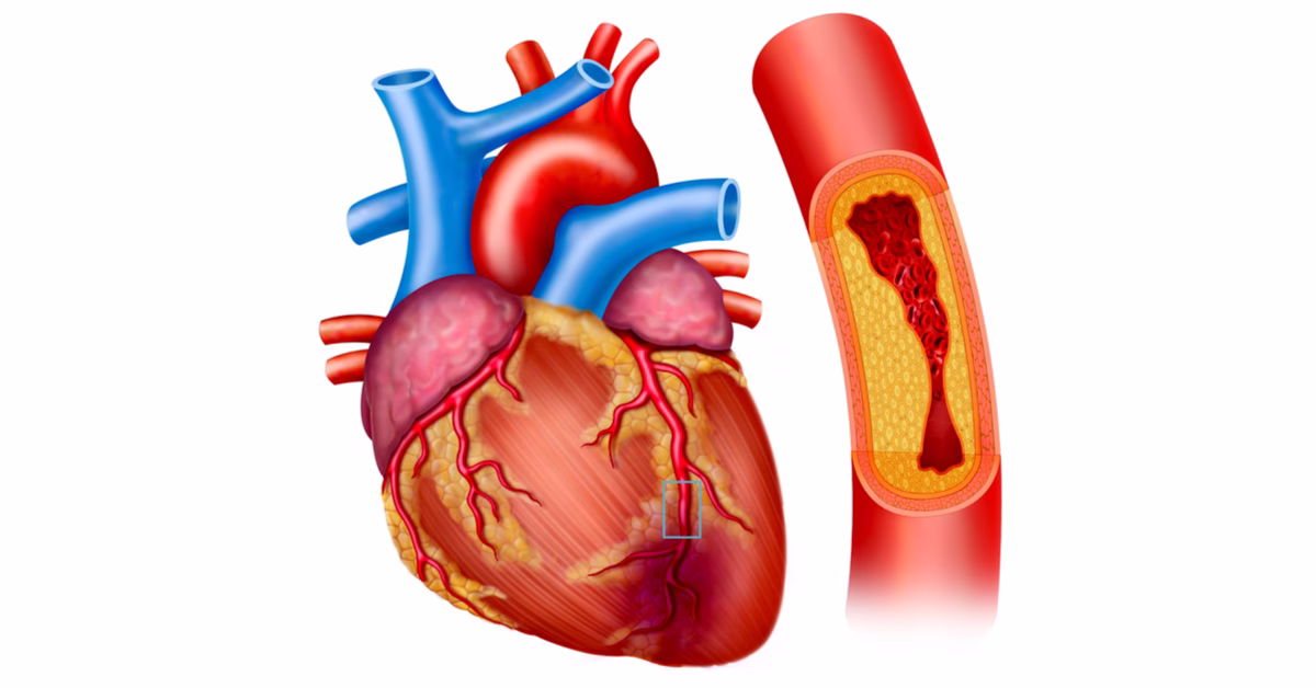 ما هي وظيفة الشريان التاجي