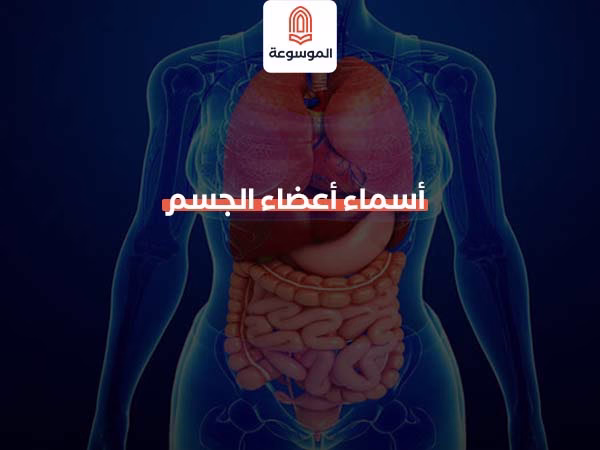 أسماء أعضاء الجسم