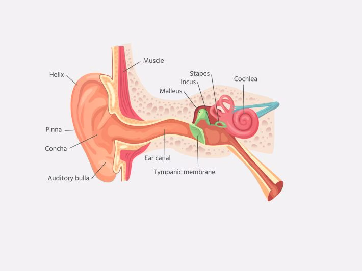 أهمية العضلات في الجسم