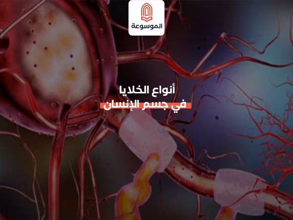 أنواع الخلايا في جسم الإنسان