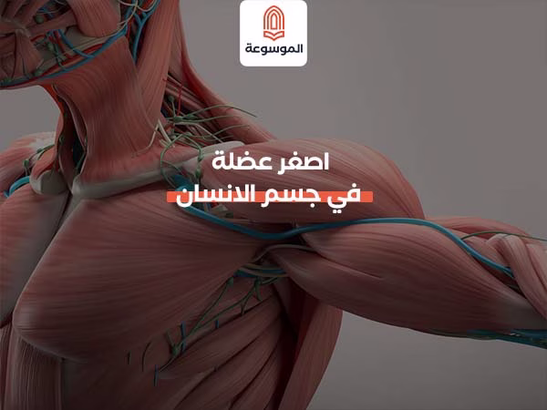 اصغر عضلة في جسم الانسان