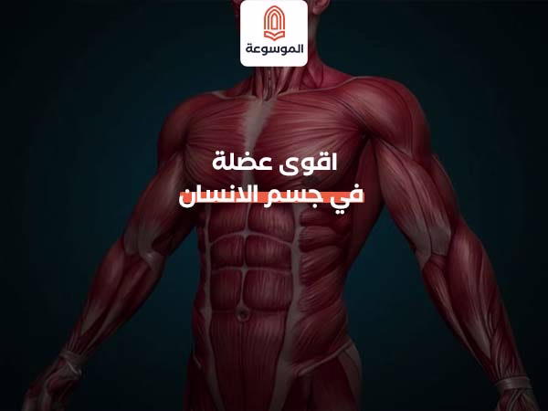 اقوى عضلة في جسم الانسان