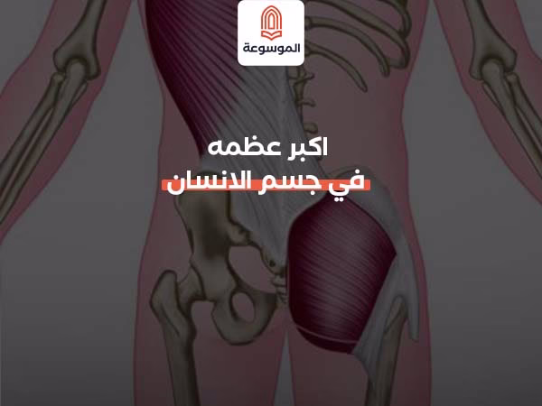 اكبر عظمه في جسم الانسان