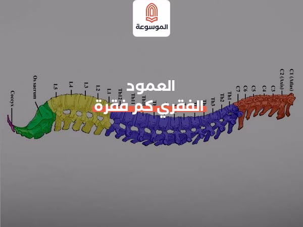 العمود الفقري كم فقرة