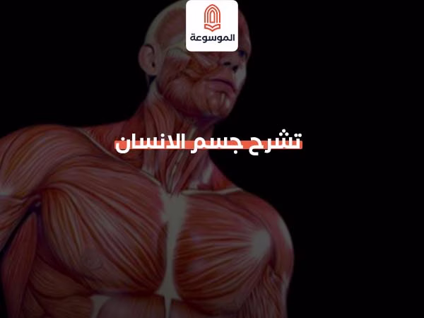 تشرح جسم الانسان