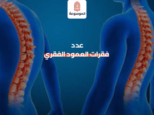 عدد فقرات العمود الفقري