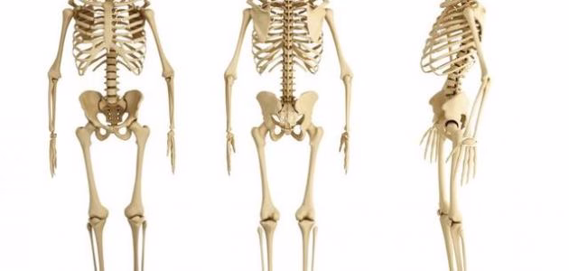 دور العظام في الحركة والدعم