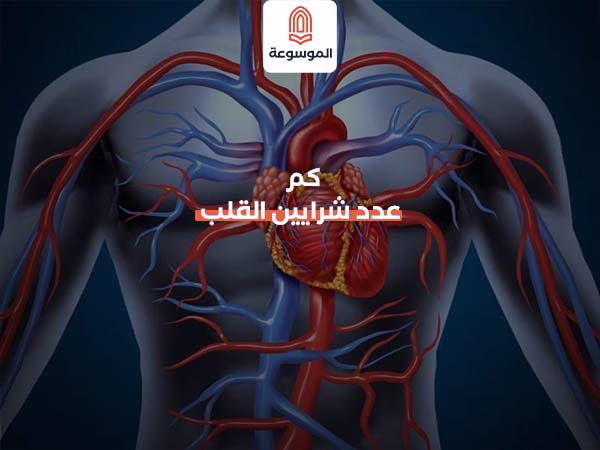 كم عدد شرايين القلب