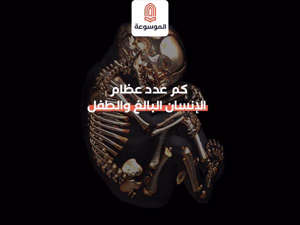 كم عدد عظام الإنسان البالغ والطفل