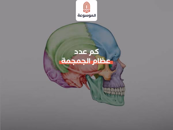 كم عدد عظام الجمجمة