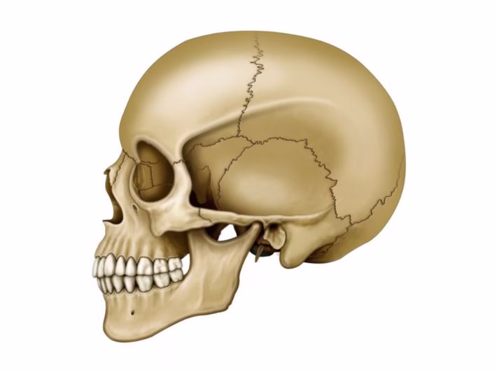 الفرق بين جمجمة البالغين والأطفال