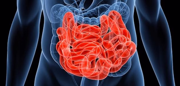 الأطعمة المفيدة للأمعاء الغليظة