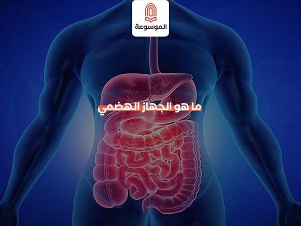 ما هو الجهاز الهضمي