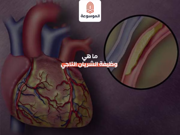 ما هي وظيفة الشريان التاجي