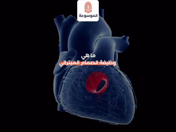 ما هي وظيفة الصمام الميترالي