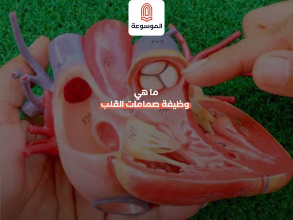 ما هي وظيفة صمامات القلب