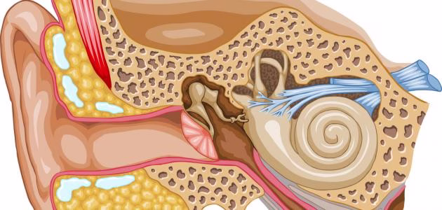 اصغر عضلة في جسم الانسان