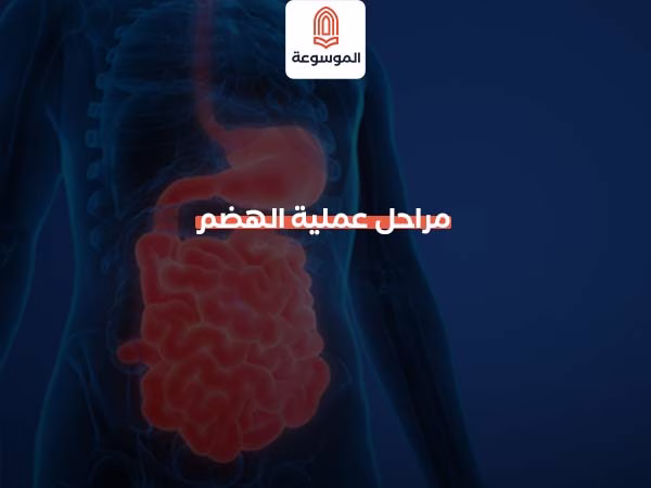 مراحل عملية الهضم