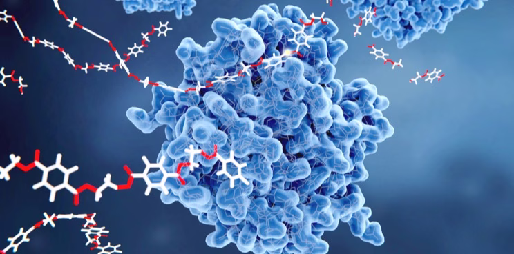 ما هي الإنزيمات