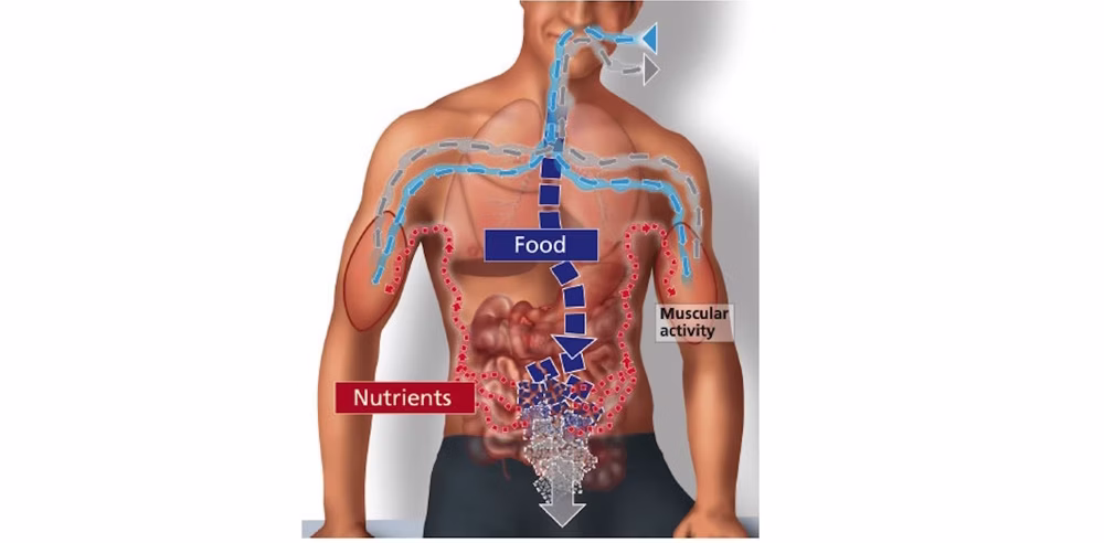 الفرق بين الأيض الأساسي والأيض الكلي