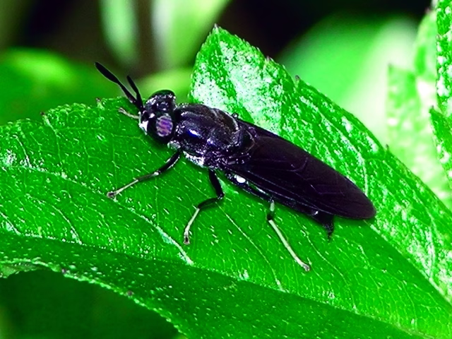 الأحاديث النبوية عن دابة الأرض