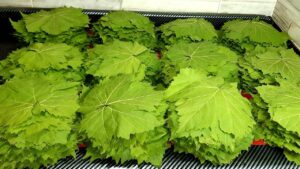 تحضير ورق العنب