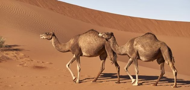 نصائح للمسلمين في تناول اللحوم