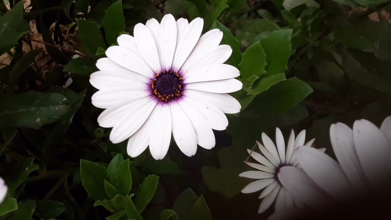 تفسير حلم قطف الورد الأبيض للعذراء