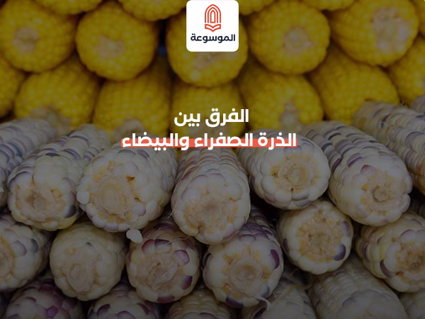 الفرق بين الذرة الصفراء والبيضاء