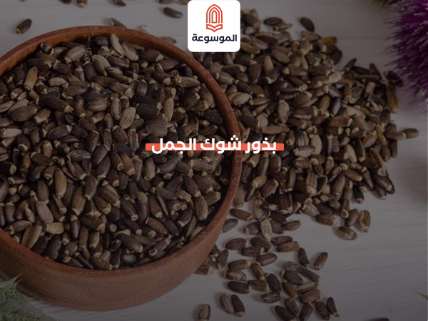 بذور شوك الجمل