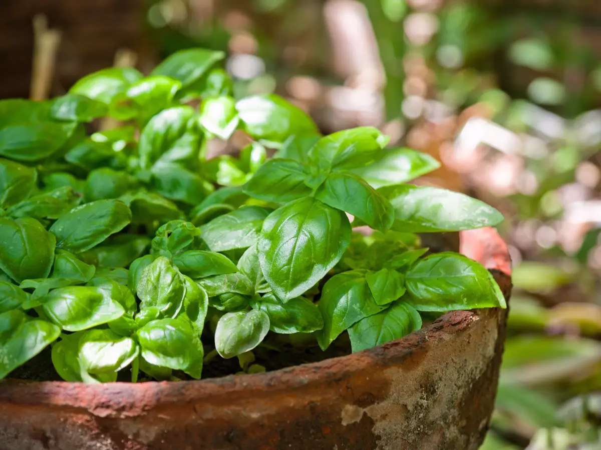 تأثير الريحان على الصحة النفسية للمرأة