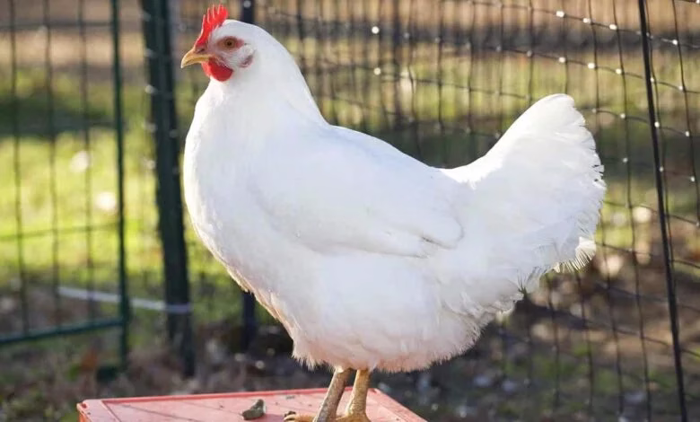 تفسير رؤية الدجاج الأبيض يبيض في الحلم