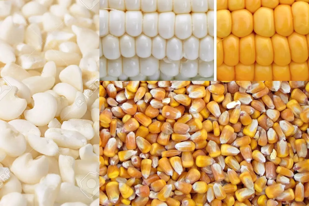 الاختلاف في المذاق والاستخدامات الطهي