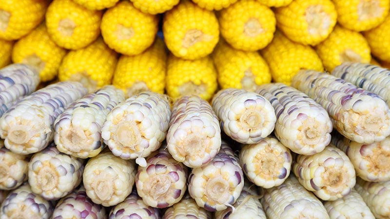 الظروف المناسبة لزراعة كل نوع