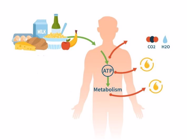 ما هي عمليه الايض