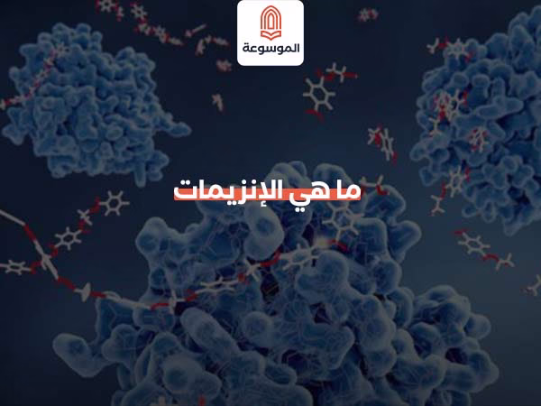 ما هي الإنزيمات