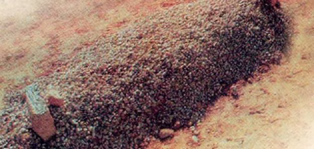 أعمال تعين على نعيم القبر