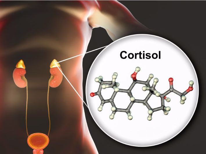 ما هو الكورتيزول في الجسم